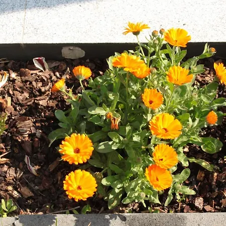 Diamond House Deluxe 9 코블렌츠