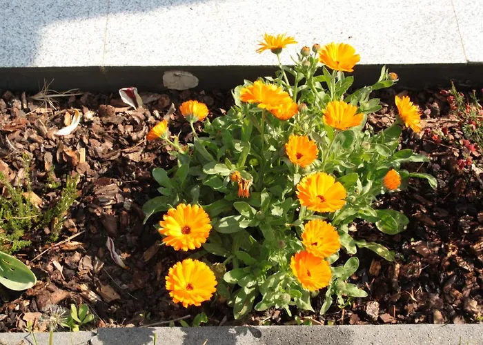 Diamond House Deluxe 9 Koblenz (Rhineland-Palatinate)