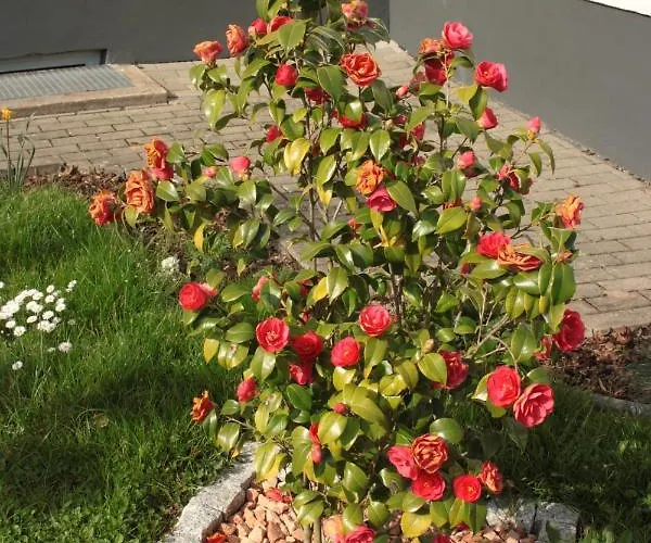 Diamond House Deluxe 9 아파트 코블렌츠